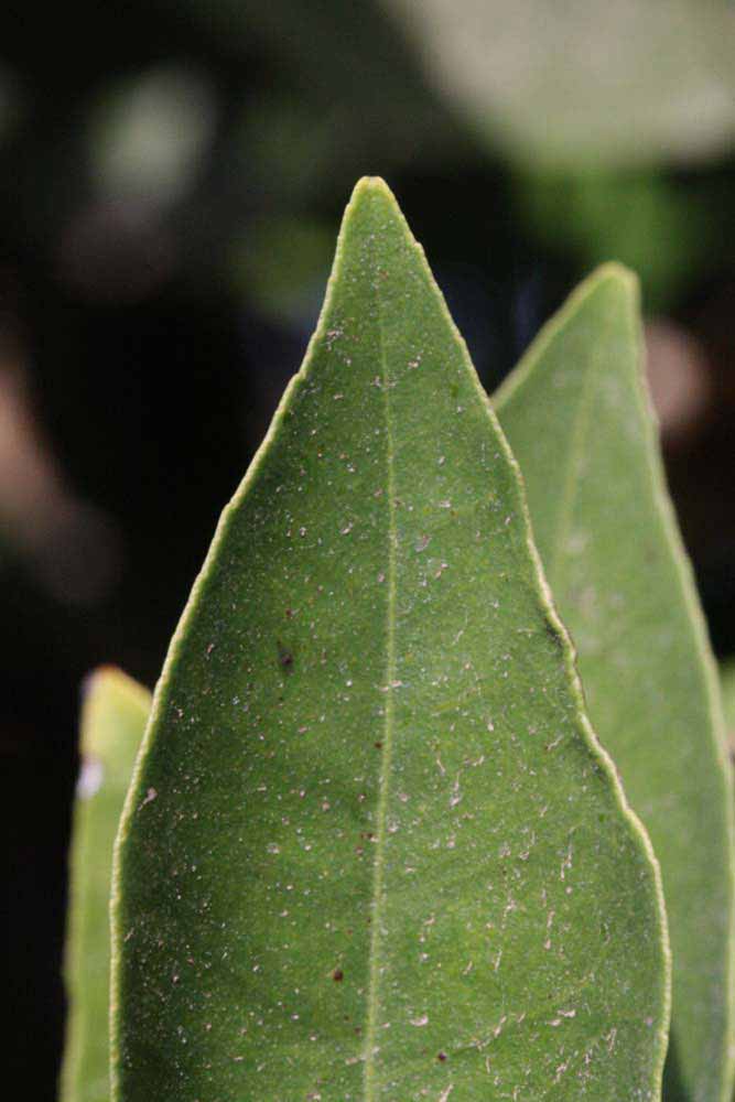               Margin (Precoce de Valence, Riverside, CA)       